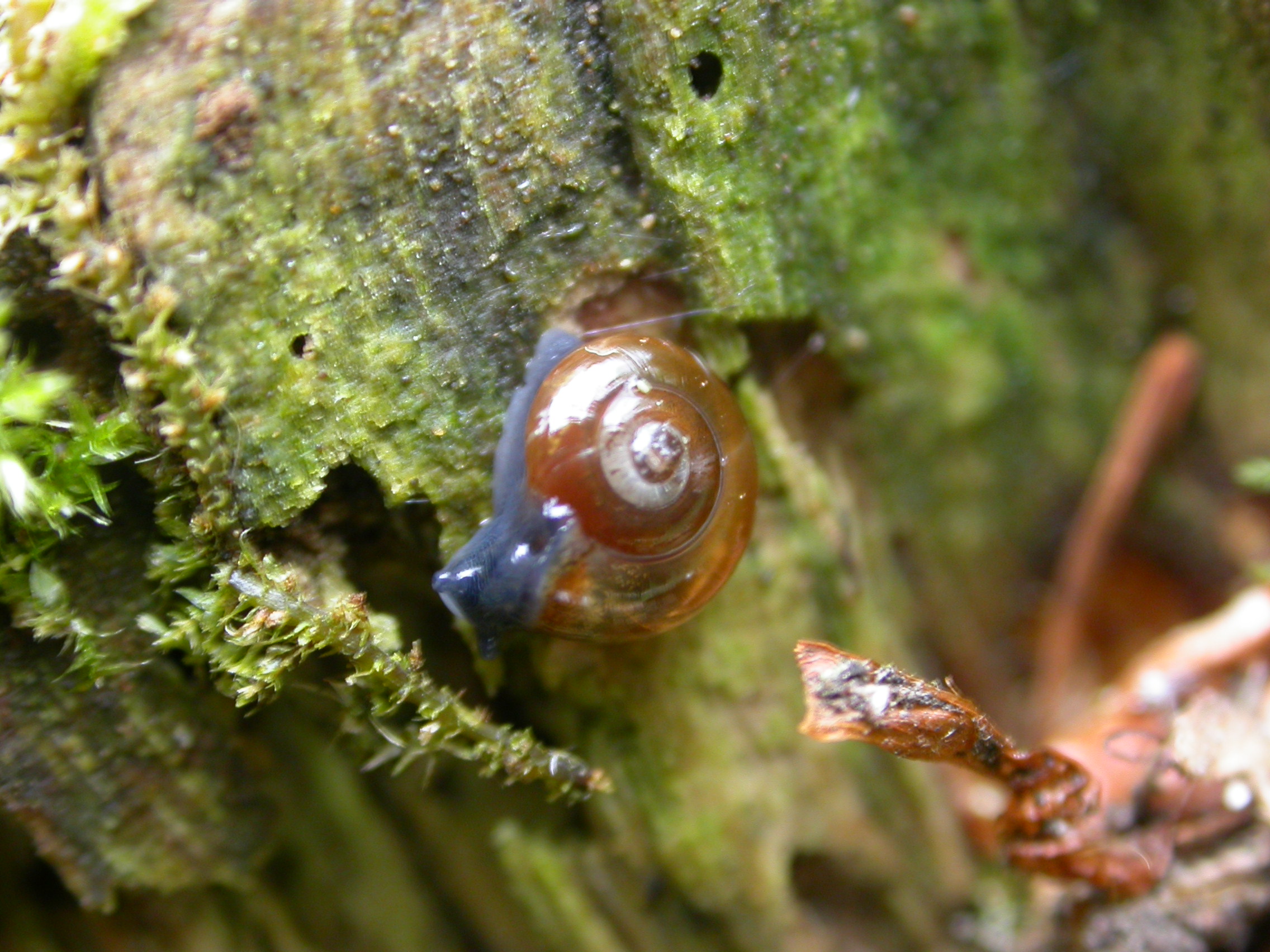 Picture of Garlic Snail (Oxychilus alliarius)